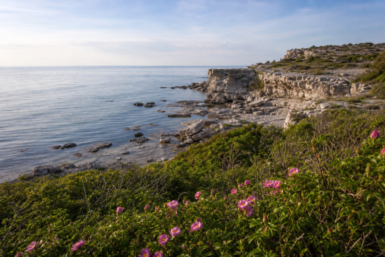Visby, la ciudad medieval de Gotland entre murallas, ruinas y rosas